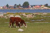 krowy na wyspie Utlangan, Szwecja