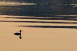 Zachód słońca, Stenskar, Archipelag Turku, Finlandia, Perkoz dwuczuby Podiceps cristatus