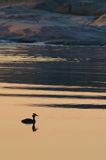 Zachód słońca, Stenskar, Archipelag Turku, Finlandia, Perkoz dwuczuby Podiceps cristatus