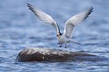 Rybitwa rzeczna, rybitwa zwyczajna, Sterna hirundo