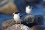 Rybitwa rzeczna, rybitwa zwyczajna, Sterna hirundo