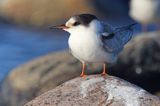 Rybitwa rzeczna, rybitwa zwyczajna, Sterna hirundo