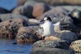 Rybitwa rzeczna, rybitwa zwyczajna, Sterna hirundo