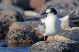 Rybitwa rzeczna, rybitwa zwyczajna, Sterna hirundo