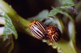 Stonka ziemniaczana łąć: Leptinotarsa decemlineata)