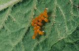 Jaja stonki ziemniaczanej łąć: Leptinotarsa decemlineata)