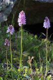 Storczyk, Kukułka Fuchsa, Dactylorhiza fuchsii, Isokari, Finlandia