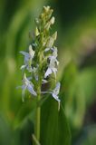 Storczyk, Podkolann biały, Plantathera bifolia, Isokari, Finlandia