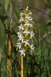 Storczyk, Podkolann biały, Plantathera bifolia, Isokari, Finlandia