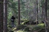 w lesie, wyspa Storjungfrun, Szwecja, Zatoka Botnicka