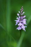 Kukułka plamista, storczyk plamisty, stoplamek plamisty, Dactylorhiza maculata