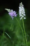 Kukułka plamista, storczyk plamisty, stoplamek plamisty, Dactylorhiza maculata