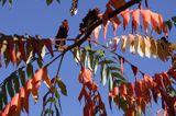 sumak octowiec Rhus typhina