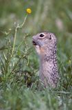 suseł perełkowany, Spermophilus suslicus, Citellus suslicus