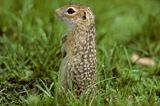 suseł perełkowany, Citellus suslicus, Spermophilus suslicus syn. Citellus suslicus