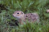 suseł perełkowany, Citellus suslicus, Spermophilus suslicus syn. Citellus suslicus