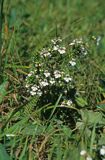 świetlik łąkowy Euphrasia rostkoviana)