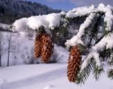 Świerk pospolity, Picea abies, szyszki