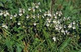 świetlik łąkowy Euphrasia rostkoviana)