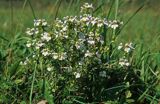 świetlik łąkowy Euphrasia rostkoviana)