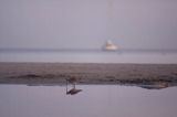 szlamik rdzawy Limosa lapponica na plaży, Świnoujście