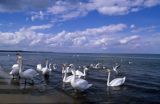 Łabędzie na plaży w Świnoujściu