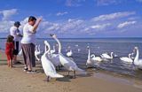 Łabędzie na plaży w Świnoujściu