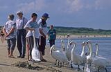 Łabędzie na plaży w Świnoujściu