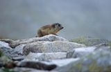 świstak, Marmota marmota, Alpine Marmot