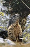 świstak, Marmota marmota, Alpine Marmot