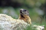 świstak, Marmota marmota, Alpine Marmot