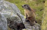 świstak, Marmota marmota, Alpine Marmot