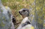 świstak, Marmota marmota, Alpine Marmot