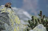 świstak, Marmota marmota, Alpine Marmot