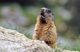 świstak Marmota marmota Alpine Marmot