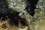 świstak, Marmota marmota, Alpine Marmot