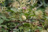 Wójcik, Świstunka zielonawa Phylloscopus trochiloides) ,