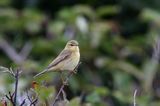 Wójcik, Świstunka zielonawa Phylloscopus trochiloides) ,