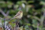 Wójcik, Świstunka zielonawa Phylloscopus trochiloides) ,