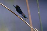 Świtezianka błyszcząca, świtezianka lśniąca, Calopteryx splendens