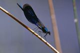 Świtezianka błyszcząca, świtezianka lśniąca, Calopteryx splendens