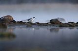 Szablodziób zwyczajny, szablodziób, Recurvirostra avosetta