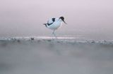 Szablodziób zwyczajny, szablodziób, Recurvirostra avosetta