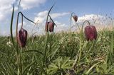 Szachownica kostkowata Fritillaria meleagris