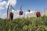 Szachownica kostkowata Fritillaria meleagris