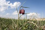 Szachownica kostkowata Fritillaria meleagris