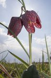 Szachownica kostkowata Fritillaria meleagris