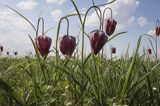 Szachownica kostkowata Fritillaria meleagris