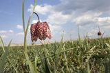 Szachownica kostkowata Fritillaria meleagris