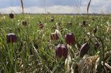 Szachownica kostkowata Fritillaria meleagris